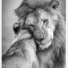 African Love! Canvastavla (30x40 cm)