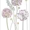 Allium Canvastavla (30x40 cm)