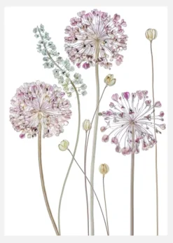 Allium Canvastavla (30x40 cm)