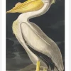 American White Pelican Canvastavla (30x40 cm)