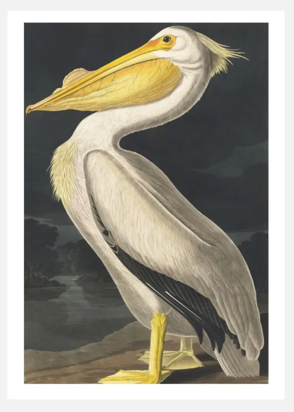 American White Pelican Canvastavla (30x40 cm)