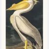 American White Pelican From Birds Of America (1827) Canvastavla (30x40 cm)
