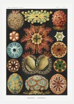 Animalium Canvastavla (30x40 cm)
