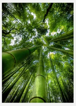 Arashiyama Canvastavla (30x40 cm)