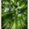 ARASHIYAMA Poster (21x29.7 cm (A4))