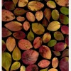 Autum Leafs Canvastavla (30x40 cm)