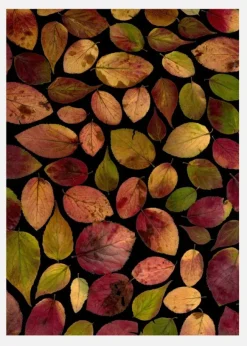 Autum Leafs Canvastavla (30x40 cm)