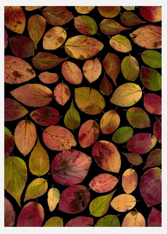Autum Leafs Canvastavla (30x40 cm)