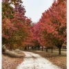 Autum Road Canvastavla (30x40 cm)