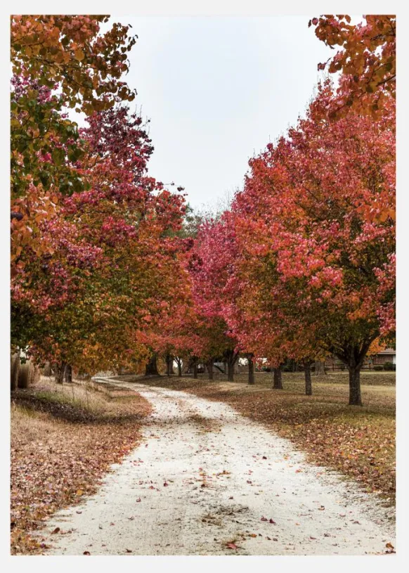 Autum Road Canvastavla (30x40 cm)