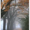 Autum Stroll Canvastavla (30x40 cm)