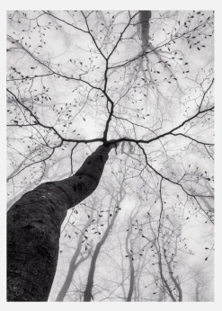 A View Of The Tree Crown Canvastavla (30x40 cm)