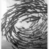 Barracuda Tornado Canvastavla (30x40 cm)