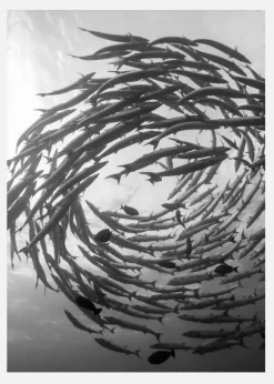 Barracuda Tornado Canvastavla (30x40 cm)