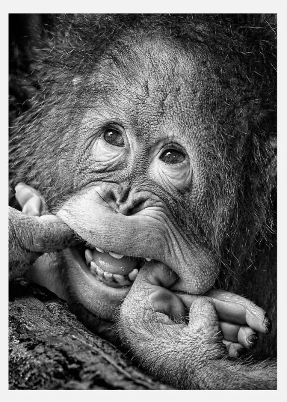Big Smile.....please Canvastavla (30x40 cm)