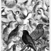 Birds Canvastavla (30x40 cm)