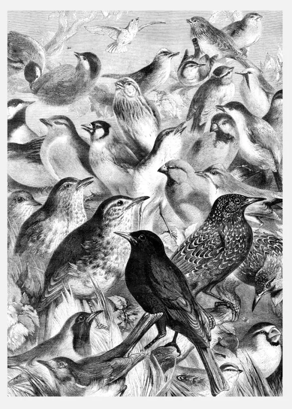 Birds Canvastavla (30x40 cm)