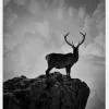 Black And White Deer Canvastavla (30x40 cm)