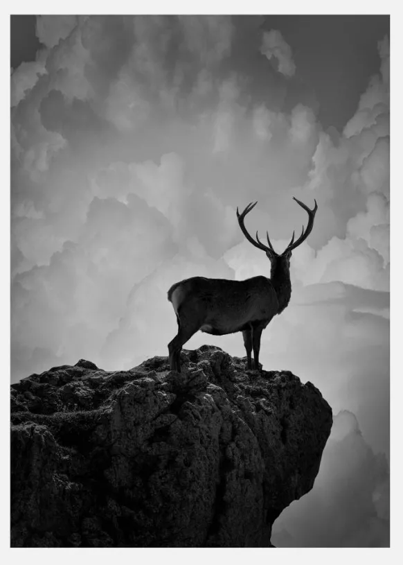 Black And White Deer Canvastavla (30x40 cm)