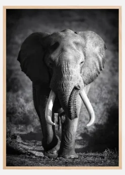 Black and White Elephant Poster (21x29.7 cm (A4))