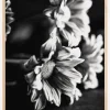 Black and White Flowers Poster (21x29.7 cm (A4))