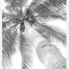 Black And White Palmtree Canvastavla (30x40 cm)