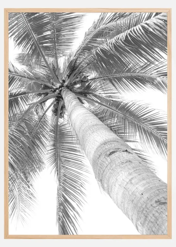 Black and white palmtree Poster (21x29.7 cm (A4))