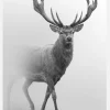 Black And White Red Deer Canvastavla (30x40 cm)