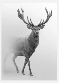 Black And White Red Deer Canvastavla (30x40 cm)