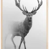 Black and white Red deer Poster (21x29.7 cm (A4))