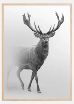 Black and white Red deer Poster (21x29.7 cm (A4))