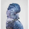 Black Cockatoo Canvastavla (30x40 cm)