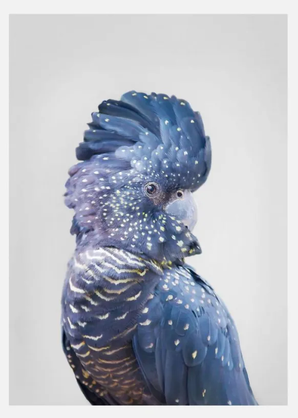 Black Cockatoo Canvastavla (30x40 cm)