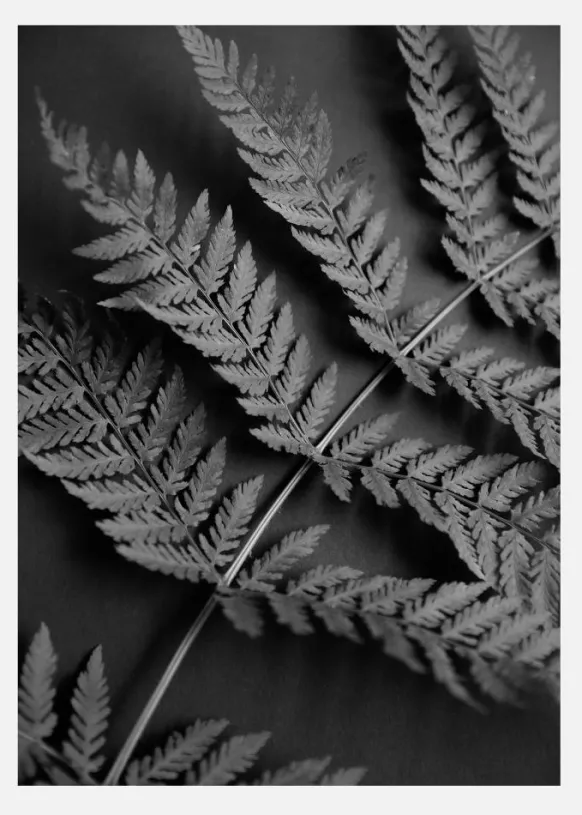 Black Fern Canvastavla (30x40 cm)