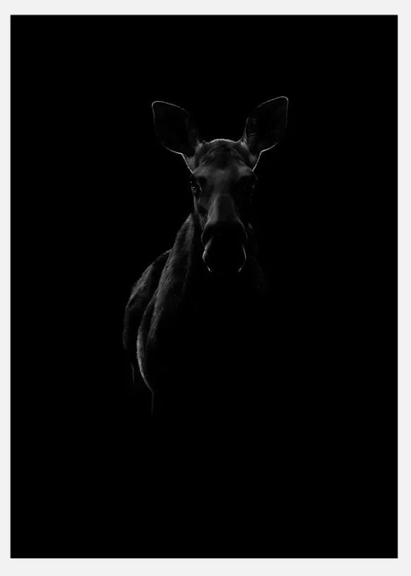 Black Moose Canvastavla (30x40 cm)