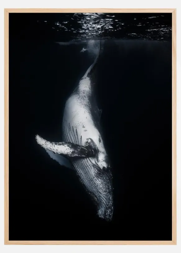 Black Whale Poster (21x29.7 cm (A4))