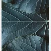 Blue Leaves Canvastavla (30x40 cm)