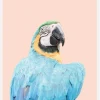 Blue Macaw Canvastavla (30x40 cm)