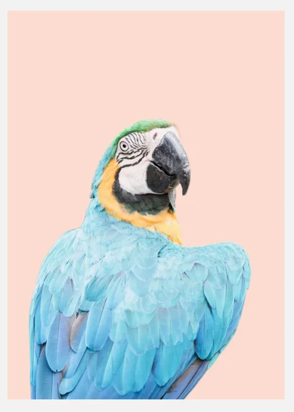 Blue Macaw Canvastavla (30x40 cm)