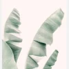 Blush Banana Leaves Canvastavla (30x40 cm)