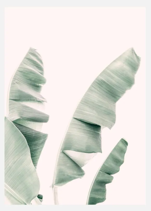 Blush Banana Leaves Canvastavla (30x40 cm)