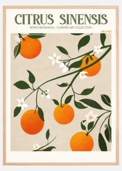 Boho Citrus Sinensis Poster (21x29.7 cm (A4))