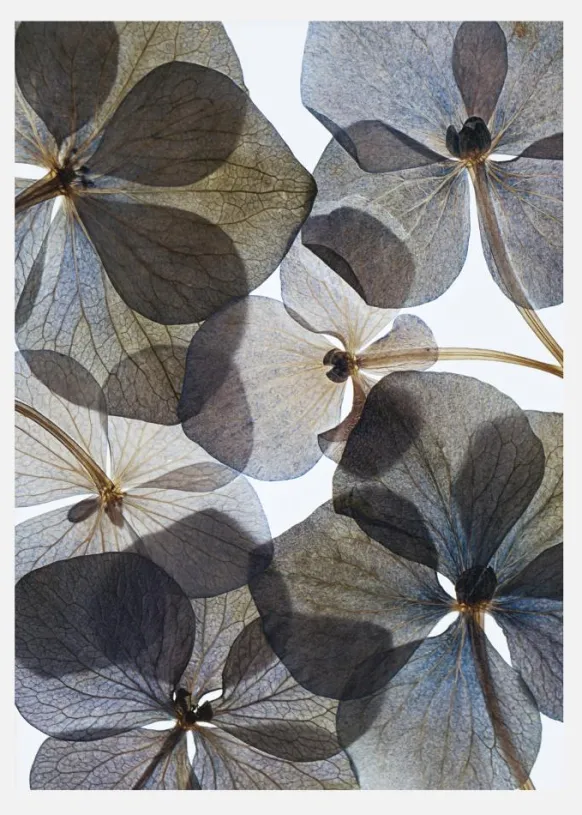 Botanical I Canvastavla (30x40 cm)