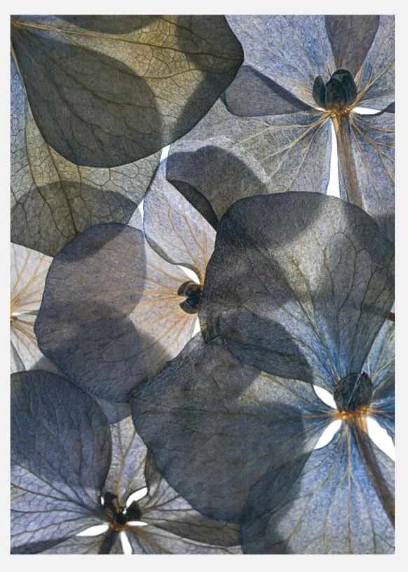 Botanical II Canvastavla (30x40 cm)