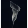 Calla Lily Canvastavla (30x40 cm)