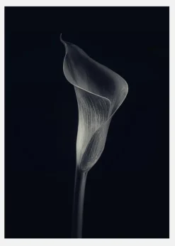 Calla Lily Canvastavla (30x40 cm)