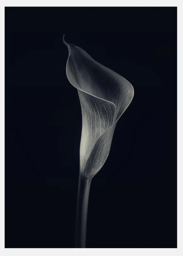 Calla Lily Canvastavla (30x40 cm)