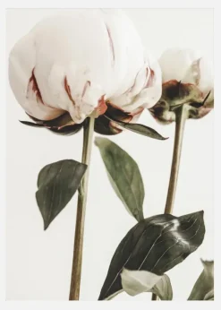 Calm Peony II Canvastavla (30x40 cm)