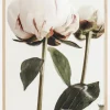 Calm Peony II Poster (21x29.7 cm (A4))