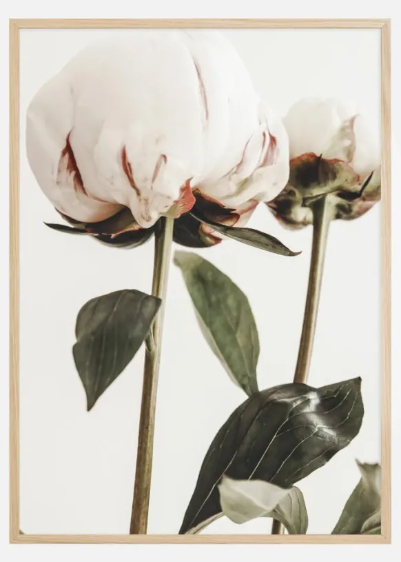 Calm Peony II Poster (21x29.7 cm (A4))